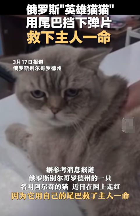 k8凯发门禁图标标识大全插入式尾巴怎么插俄罗斯猫猫用尾巴挡弹片救下主人！网友调侃