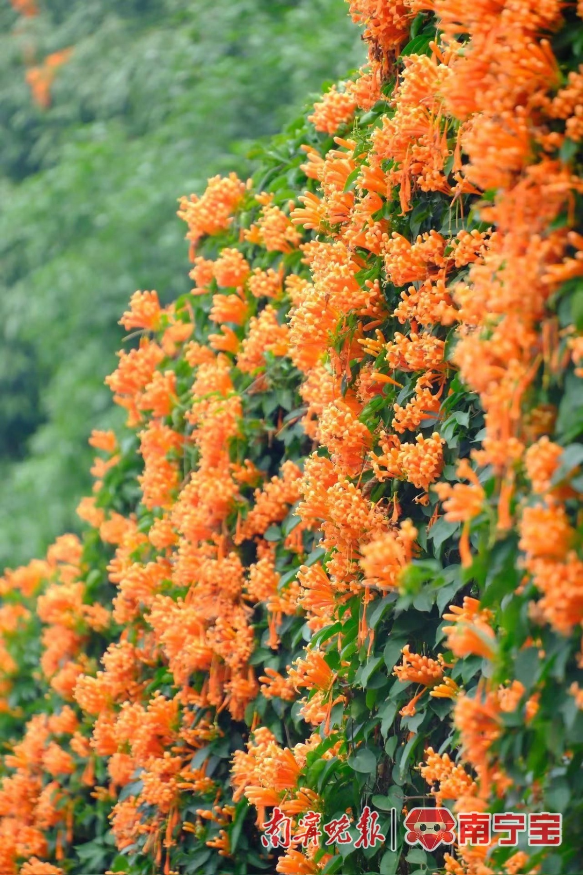 凯发K8一触即发插入式埋入式柱脚图集高清图集：炮仗花开满花墙叠成花海瀑布！